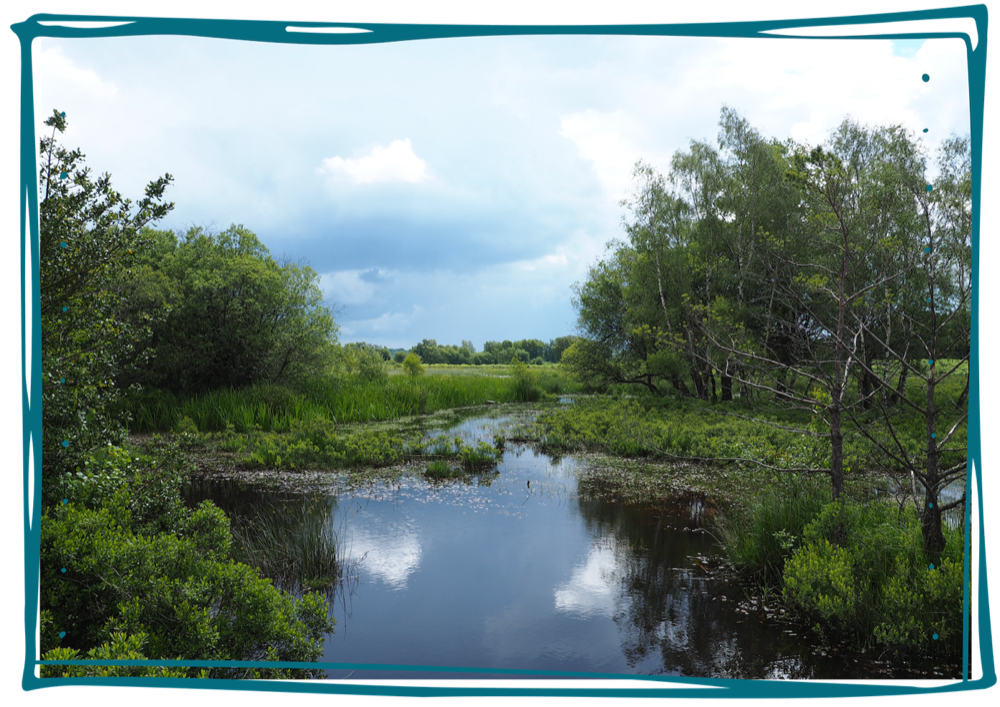 New Forest Landscape of Reflective Body of Water